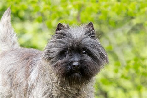 In this disorder, the kneecap luxates, or pops out of place, either in a medial or lateral . . Cairn terrier kennel club breeders